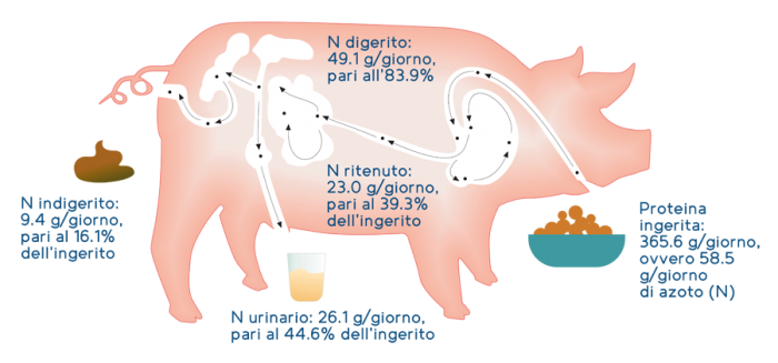 illustrazione-suino